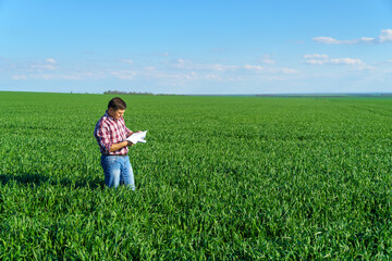 a man as a farmer poses in a field, dressed in a plaid shirt and jeans, checks reports and inspects young sprouts crops of wheat, barley or rye, or other cereals, a concept of agriculture and agronomy