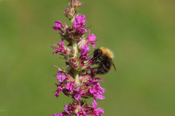 Purple loosestrife (Lythrum salicaria), family Lythraceaeand a common carder bee (Bombus pascuorum) family Apidae. Dutch garden. Summer, August, Netherlands