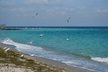 Landscape from Tuzla with the Black Sea and gull flying over the sea