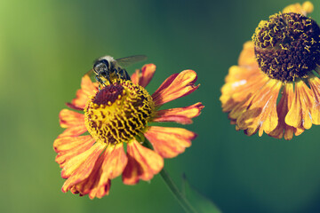 Front view of a honey bee sucking nectar from a red and orange coneflower