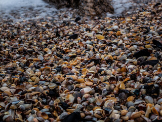 Seashore of multicolored shells. Natural background. Texture .