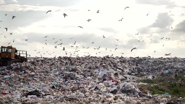 Garbage Dump. Bulldozer rolls up Moving Trash. Work of special equipment at the pumping range. municipal landfill. city. birds storks and seagulls fly around. machinery sorts waste