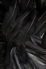 Black feather abstract background texture dark modern design, peace of bird wing