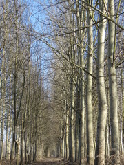 Passaggio infinito attraverso alberi di pioppo in una giornata serena di autunno