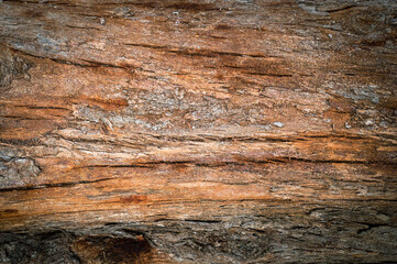 Pine trunk surface and texture