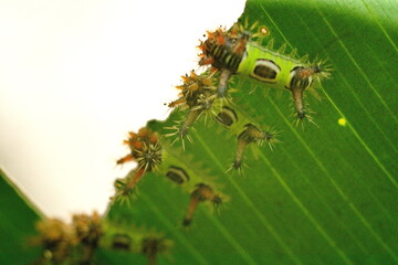 Saddleback caterpillars on a leaf in the Intag Valley outside of Apuela, Ecuador