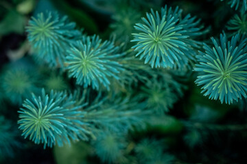 background for photo, green leaves, plant top view, close-up