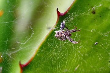 Spider in a web in the Intag Valley outside of Apuela, Ecuador