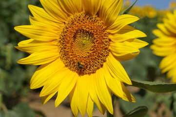 Obraz premium sunflower in the field