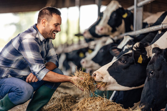 Adult Man, Making Sure The Cow Eats Everything.