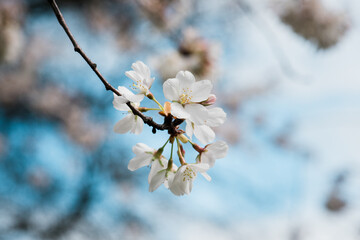 cherry tree blossom
