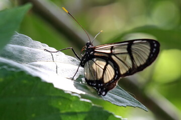 Glasswing butterfly on a leaf in the Intag Valley outside of Apuela, Ecuador