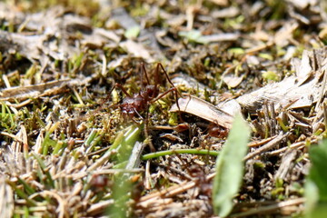 Leafcutter ant in a field in the Intag Valley outside of Apuela, Ecuador