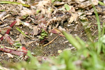 Leafcutter ant in a field in the Intag Valley outside of Apuela, Ecuador