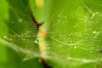 Spider web in the Intag Valley outside of Apuela, Ecuador