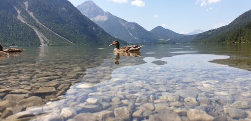 Duck in the mountains