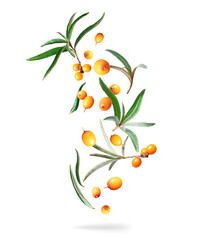 Ripe sea buckthorn with green leaves in the air isolated on white background