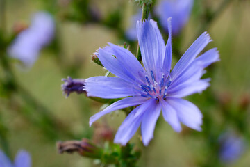 Blue-lilac chicory flowers close-up. Blue flower of wild chicory. Cichorium intybus. Common chicory flower or Cichorium intybus, close-up, macro. Chicory flower is blue.