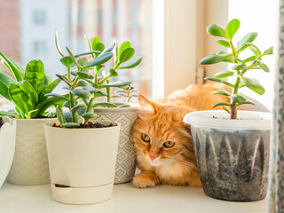 Cute ginger cat lying on window sill among flower pots with houseplants. Fluffy domestic animal near succulent Crassula plants. Cozy home lit with sunlight.