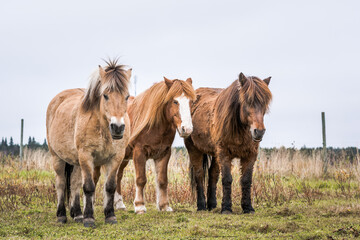 horses in the field