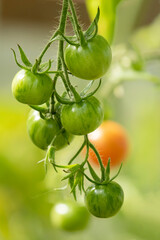 Bunch of green tomatoes hanging on the plant. Growing tomato in a greenhouse
