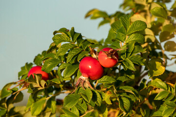 Fresh red ripe fruits of beach rose (Rosa rugosa) growing in Estonian nature