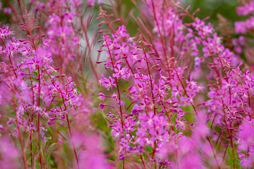 Inflorescences of Fireweed, Chamerion angustifolium in Finnish nature