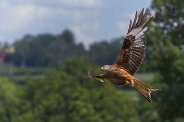 Red Kite in Flight (Milvus milvus) Bird of prey flying in the forest, brecon beacons United Kingdom
