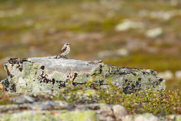 Small songbird, Northern wheatear (Oenanthe oenanthe) standing on the stone at Kiilopää, Northern Finland, Europe