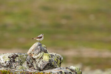 Small songbird, Northern wheatear (Oenanthe oenanthe) standing on the stone at Kiilopää, Northern Finland, Europe