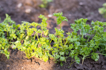 Green grass parsley in the vegetable garden