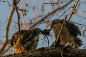 Mother Owl Feeding her Owlet