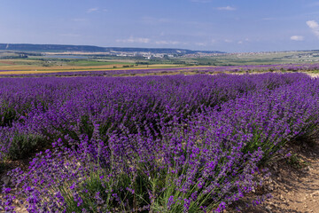 Naklejka na ściany i meble Blooming lavender in the summer. lavender blooming scented flowers.