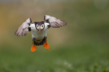 Atlantic Puffin in Motion
