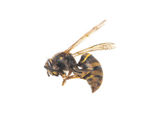 dead wasp isolated on white background