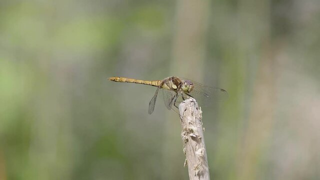 Female Common Darter Flying onto a Stick

