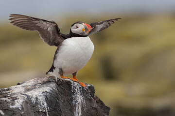 Atlantic Puffin in Motion