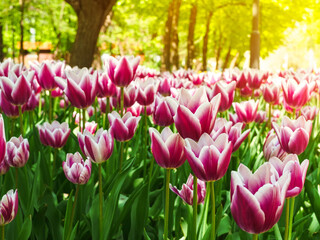 flower bed with pink and white tulips in the sun