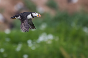 Atlantic Puffin in Motion