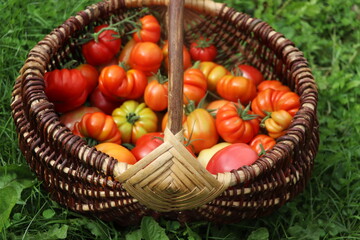Wicker basket full of red tomatoes on grass . Freshly harvested organic tomatoes