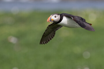 Atlantic Puffin in Motion
