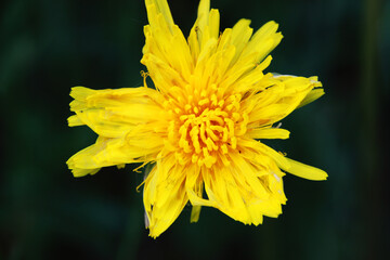 yellow dandelion close-up on a black background