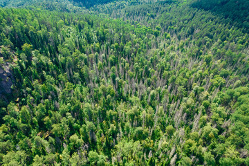  pine trees in the national park