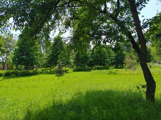 Green Park with trees