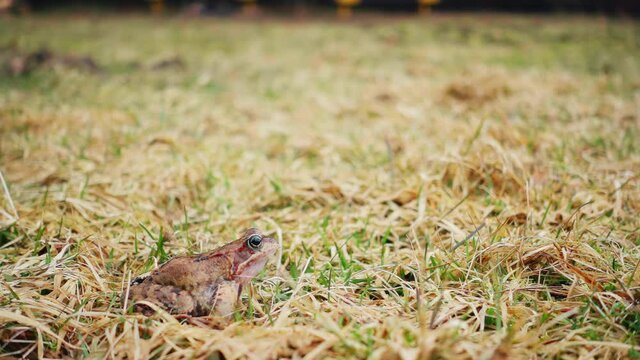 Frog jumping in the spring grass, slow motion