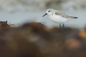 Common Sandpiper