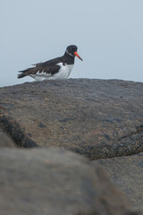 Oystercatcher