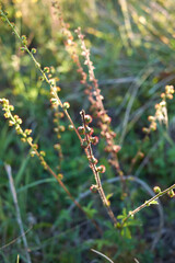 Agrimonia eupatoria