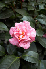 Camellia japonica flower close up