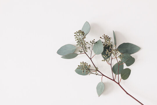 Green Eucalyptus populus leaves and branches isolated on white background. Decorative floral composition. Natural styled stock flat lay image, top view. Empty copy space, no people